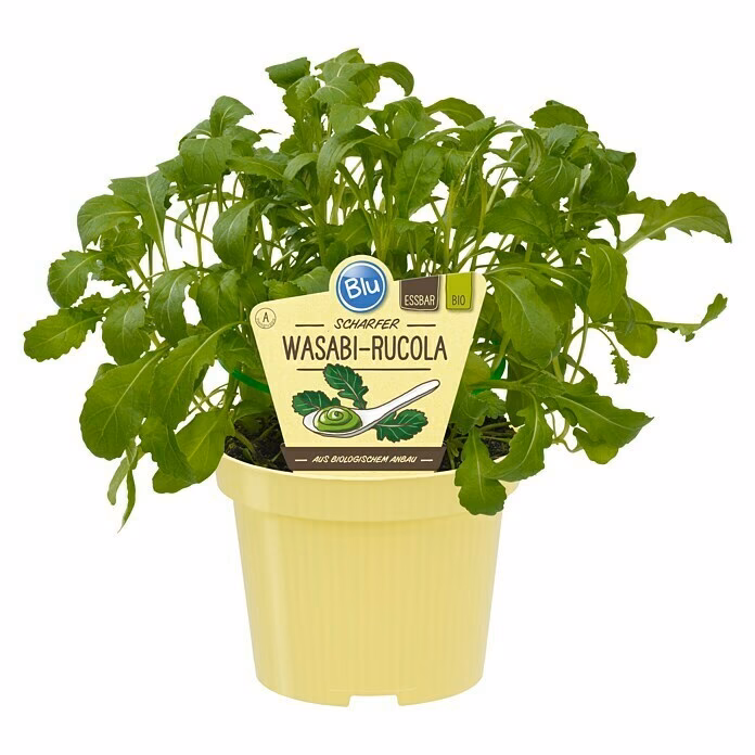 Kann man die Wasabipflanze essen?