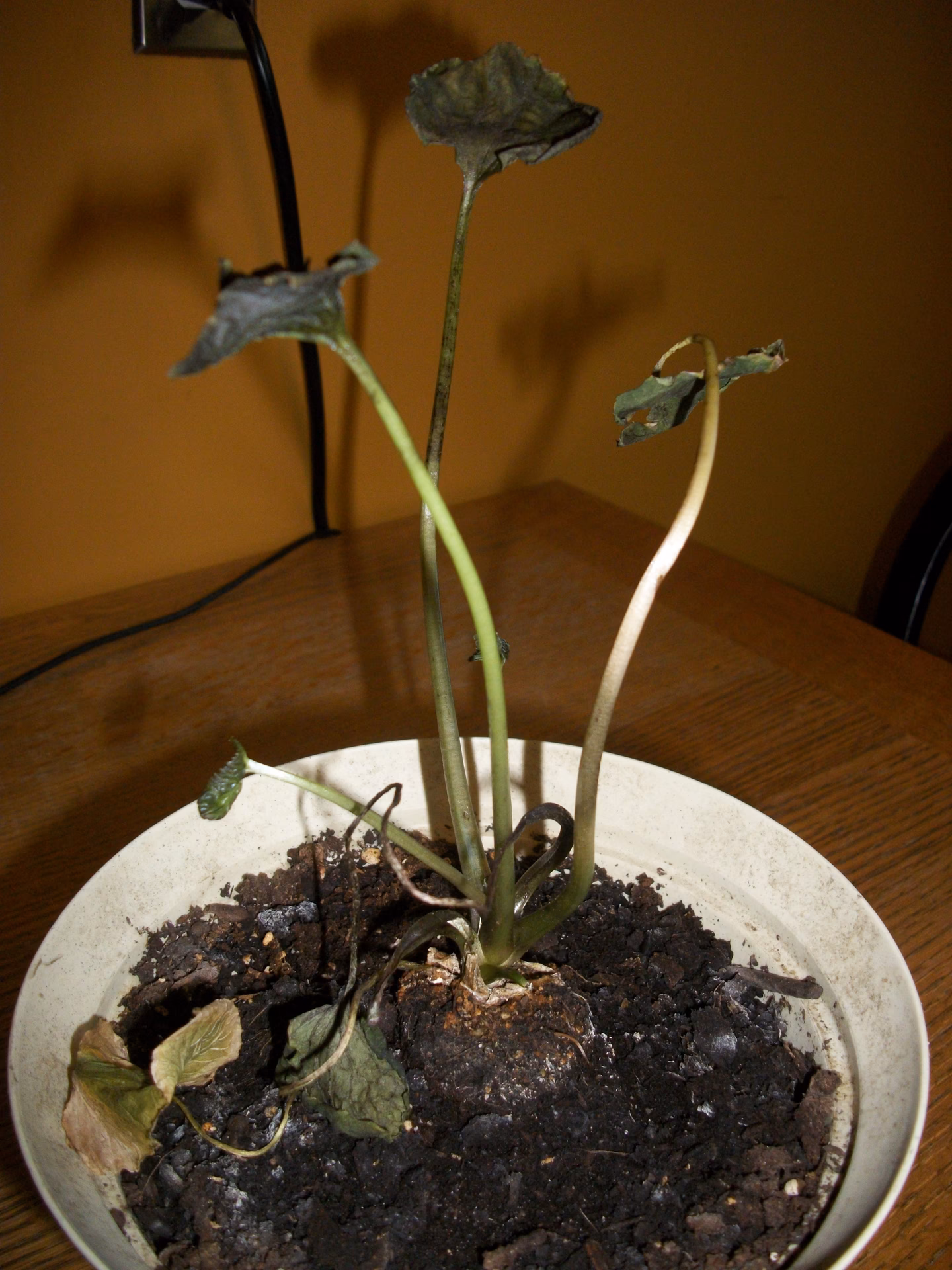 What is the disease in the wasabi plant?