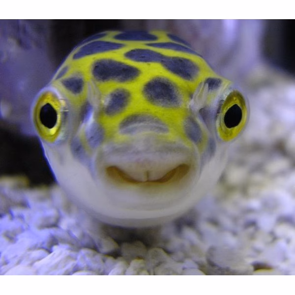 Proč se čtverzubec nafukuje?