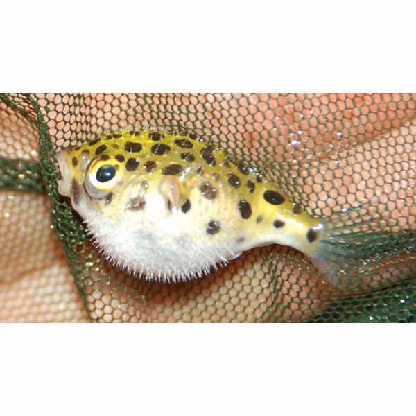 Co je to čtverzubec?