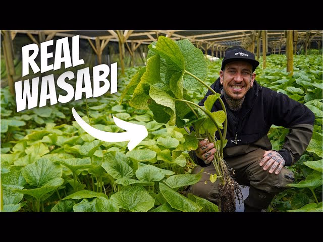 Can I grow wasabi in the US?