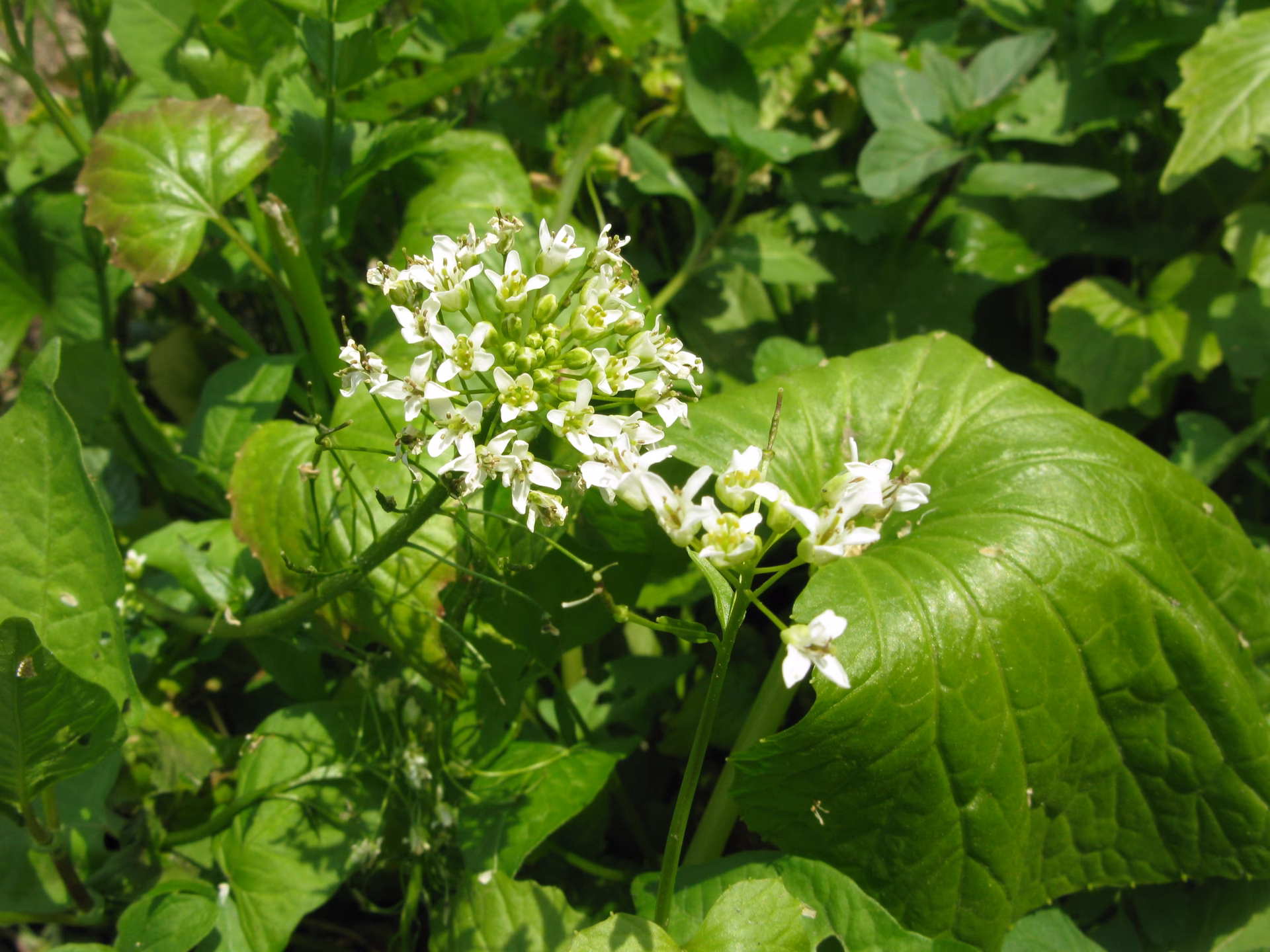 Proč wasabi pálí?