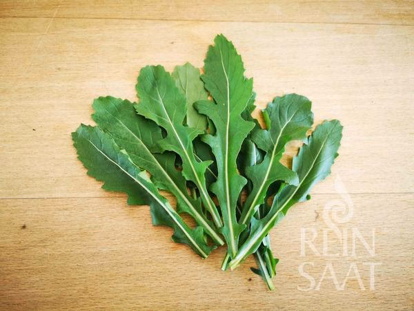 Na co je zdravá rukola?