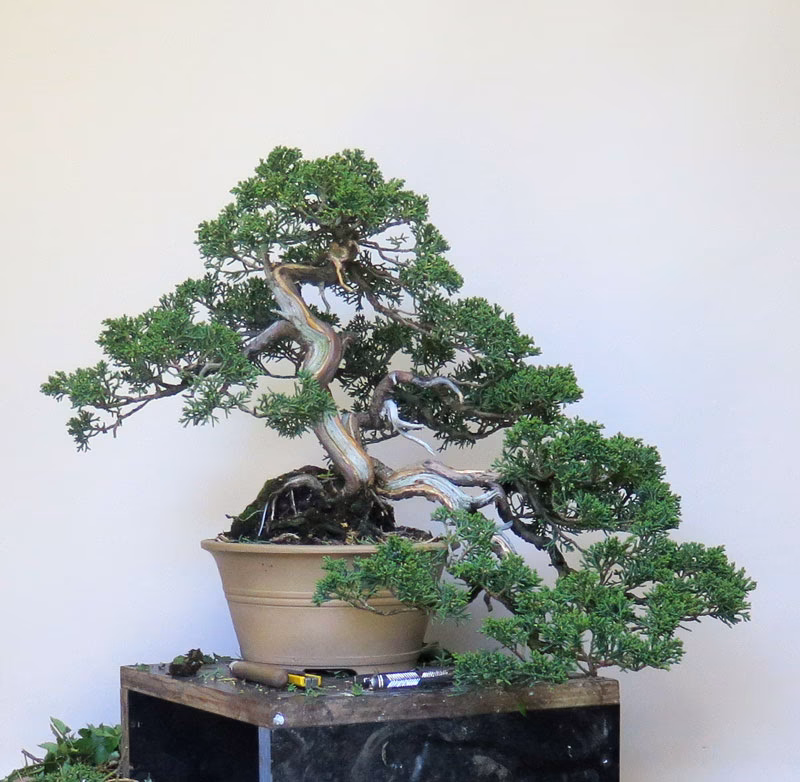 Jak oživit uschlou bonsai?
