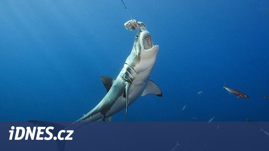 Kde je v Egyptě nejvíce žraloků?