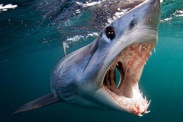 Jaký je nejnebezpečnější žralok na světě?